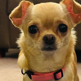 Honey - Chihuahua