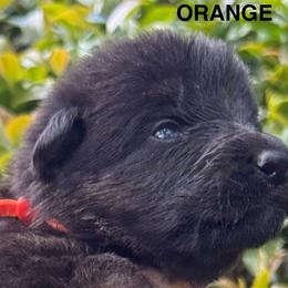 Puppy 5 - Black and red female German Shepherd puppy in Central Florida, Florida from Vom Furstenhund