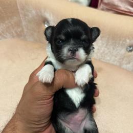 TBD 2 - Black and white male Chihuahua puppy in Davenport, Florida from Clan Cordovathone