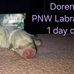 Dorena - Yellow female Labrador Retriever puppy in Rogue River, Oregon from PNW Labradors