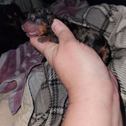 Girl 2 - Dapple female Dachshund puppy in Lansing, Michigan from Black Thunder 517 Cane Corso and Dachshunds