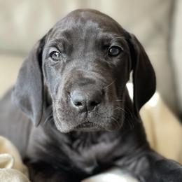 Great Dane Puppies from Starlight Danes
