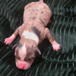 Audrey Hepburn - Blue merle female Miniature Australian Shepherd puppy in Paris, Texas from Blue Envy Mini Aussies