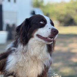 Jude - Miniature Australian Shepherd