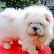 Chow Chow from SAIKOTIQ.KENNELS