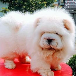 Chow Chow from SAIKOTIQ.KENNELS