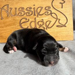 Tequila - Black tri-color male Australian Shepherd puppy in Tuftonboro, New Hampshire from Aussies Edge Farm