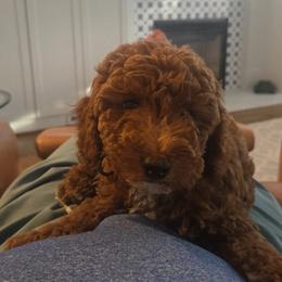 Shepherd, now SCOTTIE - Red  male Goldendoodle puppy in Lillington, North Carolina from Peace, Love, and Puppies at the Creek