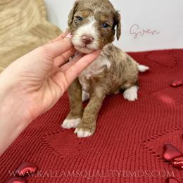 Sven - Chocolate merle male Bernedoodle puppy in Owasso, Oklahoma from Kallams Bernedoodles & Bernese Mountain Dogs