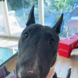 Bull Terrier Puppies from Lynn Hill Bull Terriers