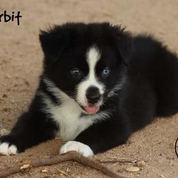Orbit - Black & white female Miniature Australian Shepherd puppy in Garden Plain, Kansas from Krazy K Aussies