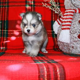Lumi - Gray and white female Pomsky puppy in Paulden, Arizona from Rose Peek Pomskies