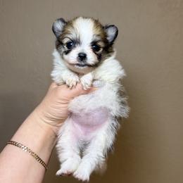 Lailani - Cream sable parti female Pomeranian puppy in Phoenix, Arizona from Luxpomz