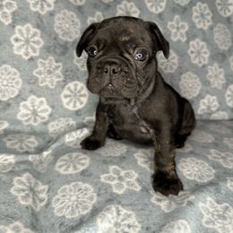 Boy 4 - French Bulldog puppy in The Dalles, Oregon from RC French Bulldogs