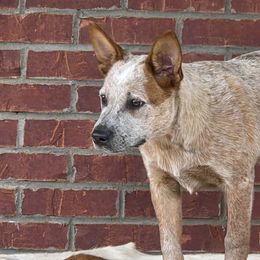 Girl 2 - female Australian Cattle Dog puppy in Lewisville, Ohio from By Design ACD