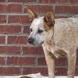 Girl 2 - female Australian Cattle Dog puppy in Lewisville, Ohio from By Design ACD
