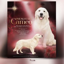 Golden Retriever puppies from Living on Faiths Golden Retrievers