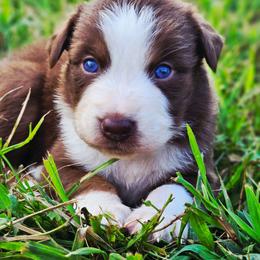 Ms. July - Red tri-color female Australian Shepherd puppy in Silex, Missouri from Small Town Australian Shepherds