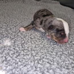 Honor - Blue merle male Toy Australian Shepherd puppy in Humansville, Missouri from Tater Tot aussies
