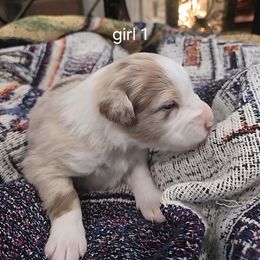 Megawatts (girl 1) - Red merle female Australian Shepherd puppy in Puryear, Tennessee from Double G Ranch