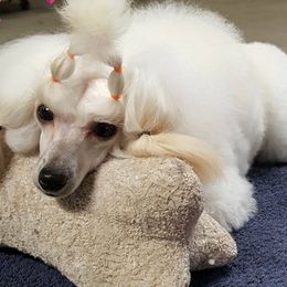 Poodles from Simmetry Toy Poodles