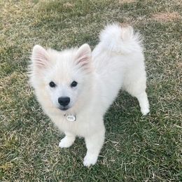 White keeshond - White male Keeshond puppy in Fayetteville, Tennessee from Erbekees-Keeshonden