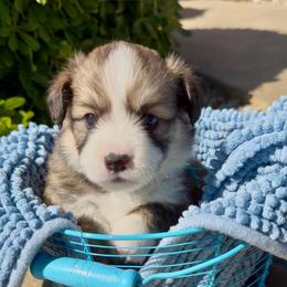 Blue - Sable male Pembroke Welsh Corgi puppy in Wheatland, California from Emerald Corgis