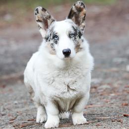Cardigan Welsh Corgis and Pembroke Welsh Corgis from Diamond Corgis