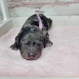 Sweetie - Merle female Goldendoodle puppy in Grabill, Indiana from Rose's Doodles