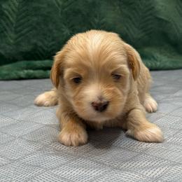 Butter - Gold male Havanese puppy in Bowling Green, Kentucky from Denise Clark