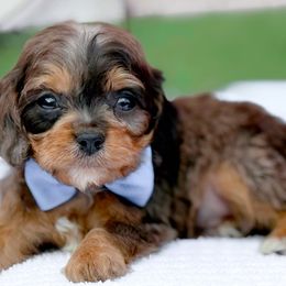 Cavapoo puppies from Doodle Babies