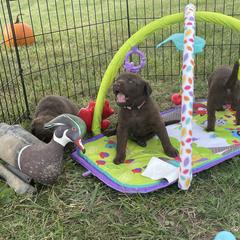 Chesapeake Bay Retriever Puppies from Three Horses Chesapeakes