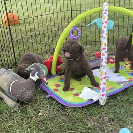 Chesapeake Bay Retriever Puppies from Three Horses Chesapeakes