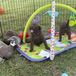 Chesapeake Bay Retriever Puppies from Three Horses Chesapeakes