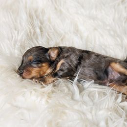 Cavapoo Puppies from Luxe Cavapoo