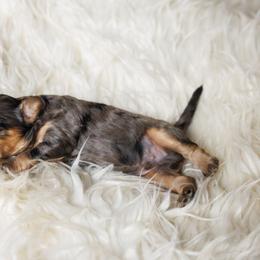 Cavapoo Puppies from Luxe Cavapoo