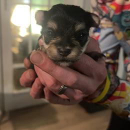 Boy 2 - Black and tan male Morkie puppy in Pittsburgh, Pennsylvania from Maria's Morkies & More