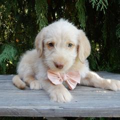 Daisy - Cream female Labradoodle puppy in Millersburg, Ohio from My Pals