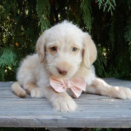Daisy - Cream female Labradoodle puppy in Millersburg, Ohio from My Pals