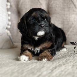 Cavapoo and Poodle Puppies from Autumn Shepherds & Poodles
