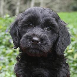 Australian Labradoodles from Generations Labradoodles