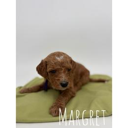 Margret - Red  female Goldendoodle puppy in Smithfield, Kentucky from KBK9 Kennels