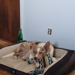 Border Collie Puppies from Cullins Collies