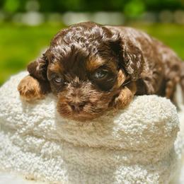 Crumpet - Chocolate female Cavapoo puppy in Palm Beach County, Florida from Benji’s Cockapoos