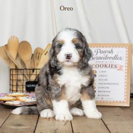 Oreo - Blue merle male Bernedoodle puppy in St Joe, Indiana from Pawsh Bernedoodles