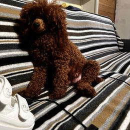 Ashley - Poodle
