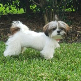 Zoey - Shih Tzu