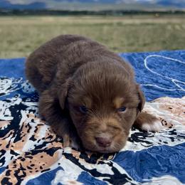 Winx - Red tri female Miniature Australian Shepherd puppy in Beaver, Utah from Renegade Point Stock Dogs
