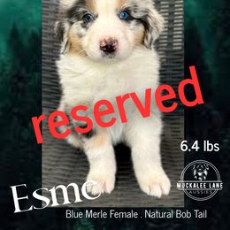 Esme - NBT - one blue eye - Blue merle female Australian Shepherd puppy in Albany, Georgia from Muckalee Lane Aussies