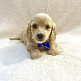 Dachshund Puppies from Southern Doxies Ms